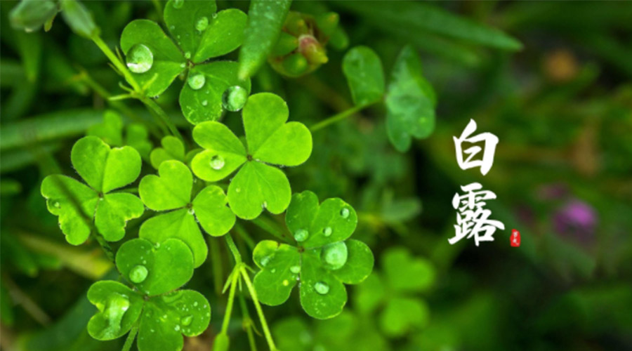 白露時節(jié)！ 金環(huán)電器提醒大家要注意這些事項